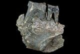 Fossil Rhino (Stephanorhinus) Jaw Section - Germany #87474-1